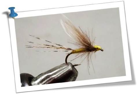 Mouche d'Ornans