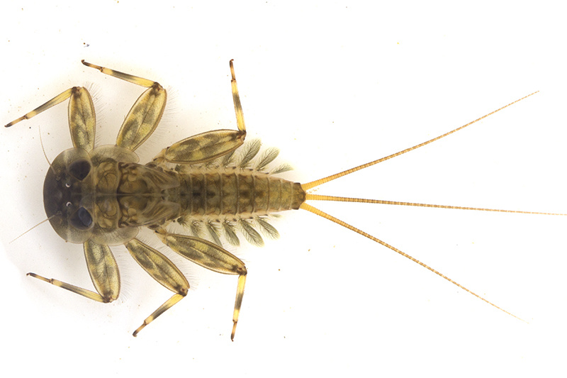 Ecdyo nymphe plate
