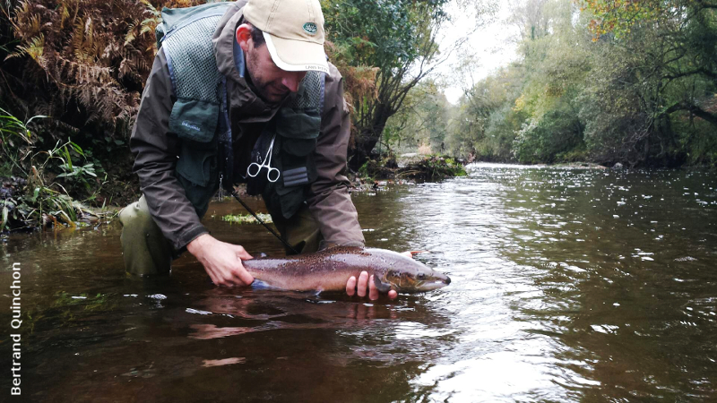 Saumon de 65 cm pris sur l'Ellé en 2019