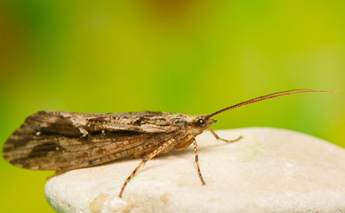 sedge
