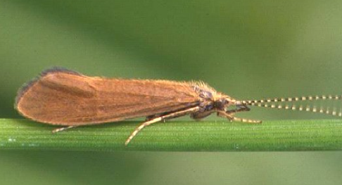 sedge