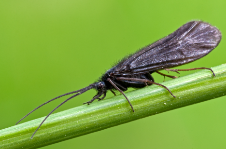 sedge