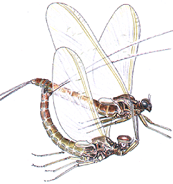 Accouplement de Baetis rhodani