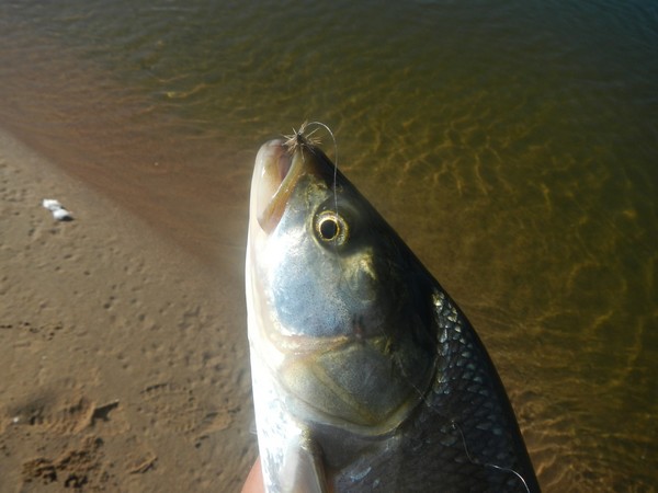 seche