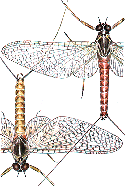Ecdyonurus venosus imago (à  droite) et subimago (à gauche)