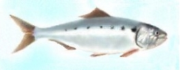 alosa fallax