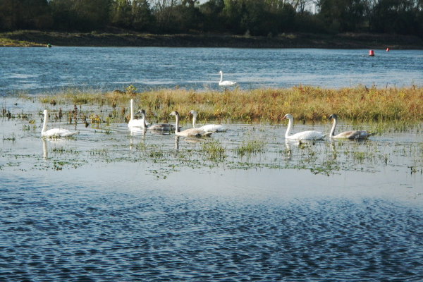 Photo 7 sortie Loire PALM