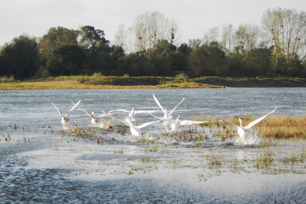 Photo 8 sortie Loire PALM