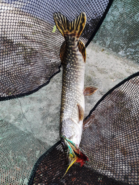 Brochet