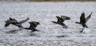 cormorans