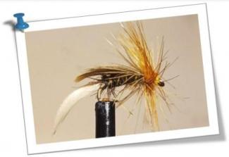 sedge