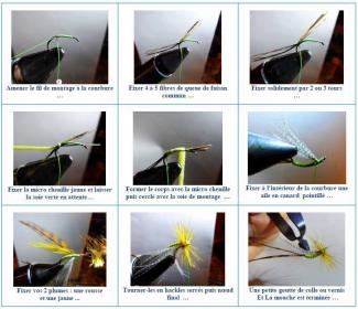 Images montages Mouche de mai inversée