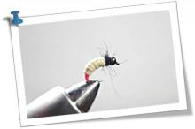 Zobi la mouche