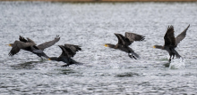 cormorans