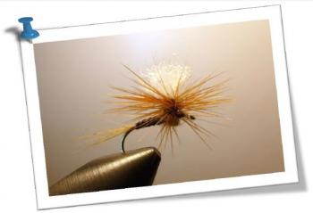 araignée parachutre
