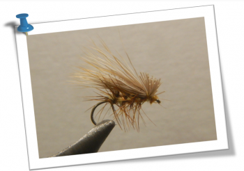 elk hair caddis